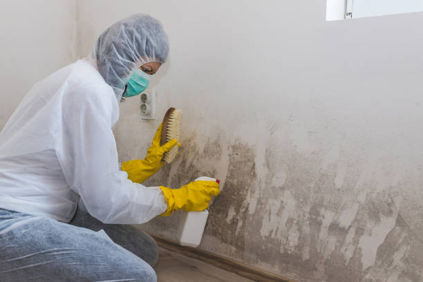 Best Professional Mold Removal  in Palmetto Bay, FL