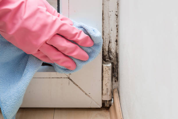 Best Attic Mold Removal  in Palmetto Bay, FL
